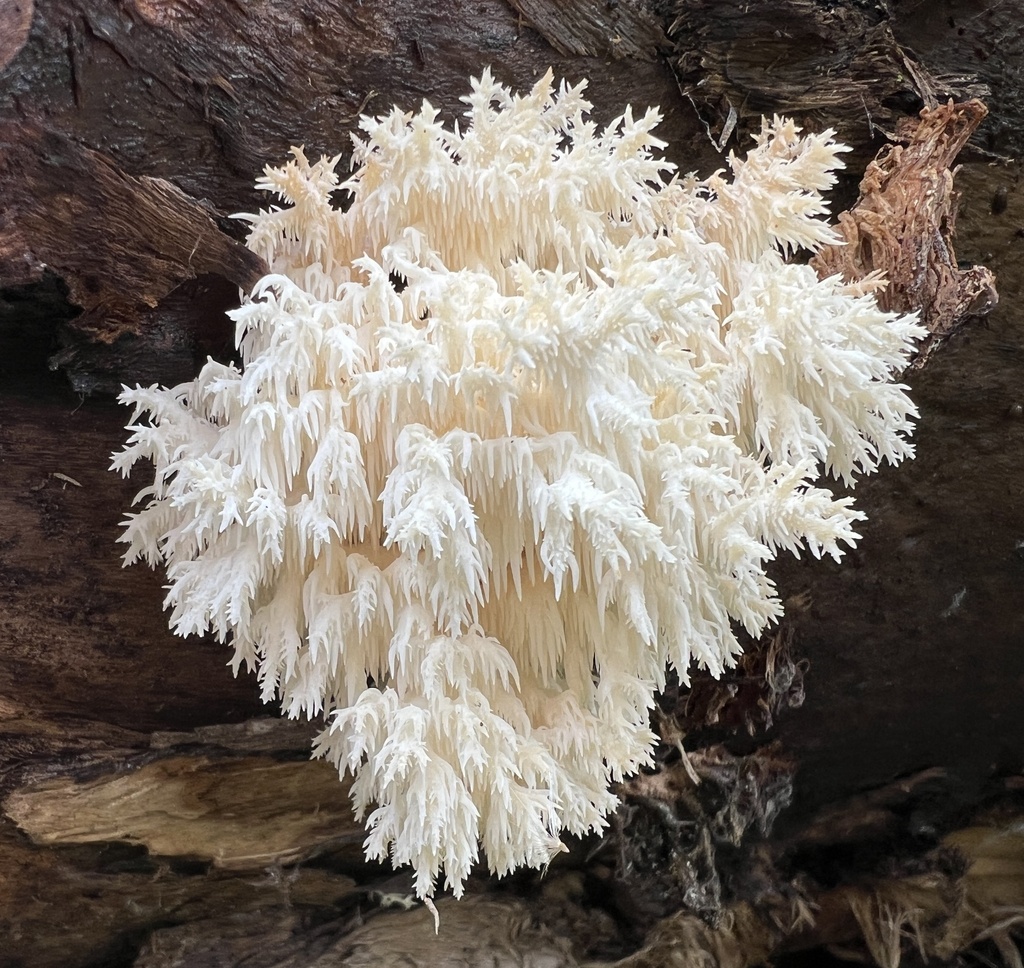 Hericium coralloides · December 2025 · photo: © bubble_enko (iNaturalist, cc-by)