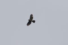 Nisaetus nipalensis