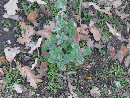 iNaturalist observation photo of White Horehound