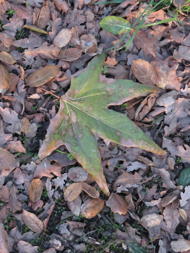 iNaturalist observation photo of western sycamore