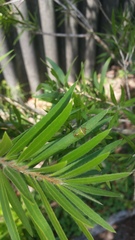 Cuspicona angustizona