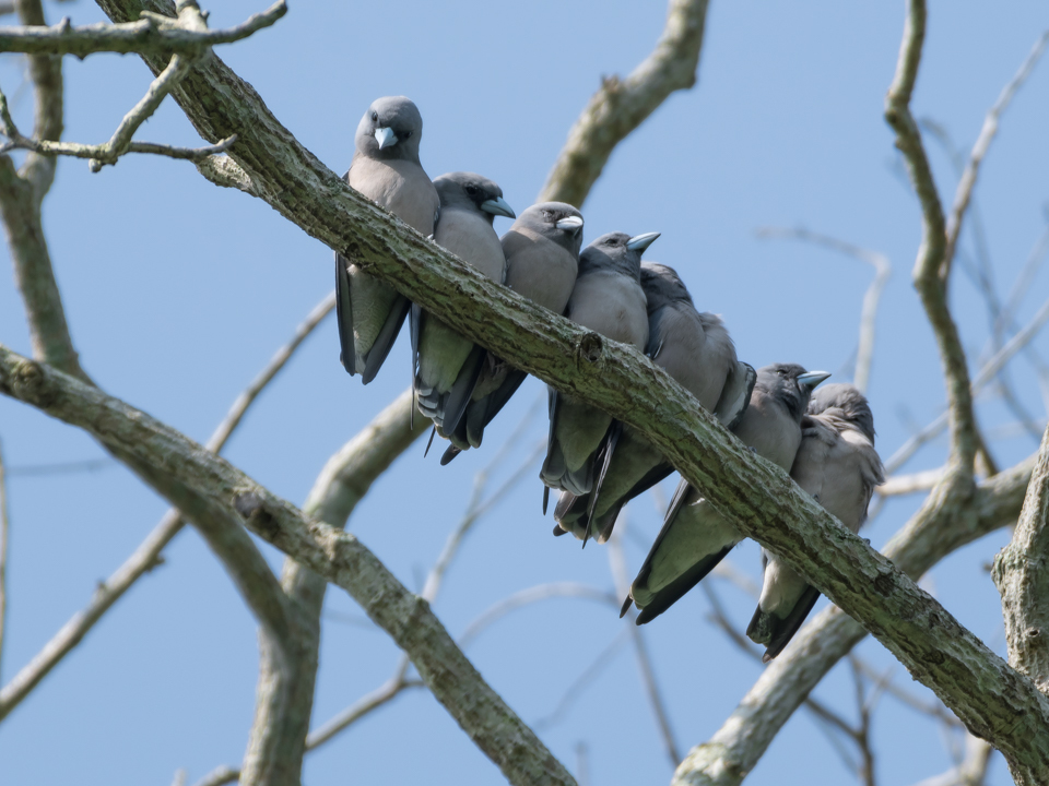 Ashy Woodswallow