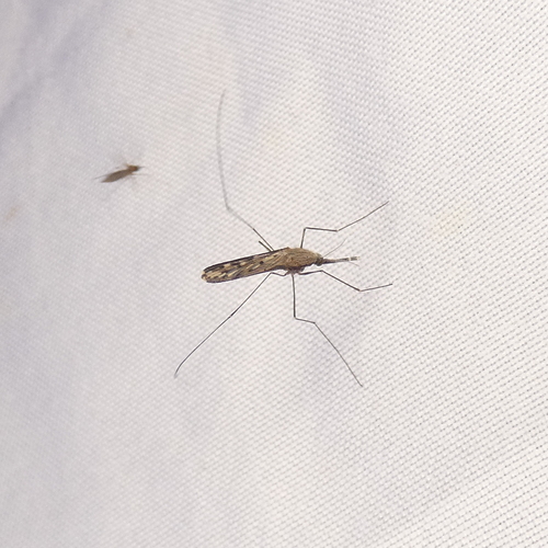 Anopheles pseudopunctipennis photo 4