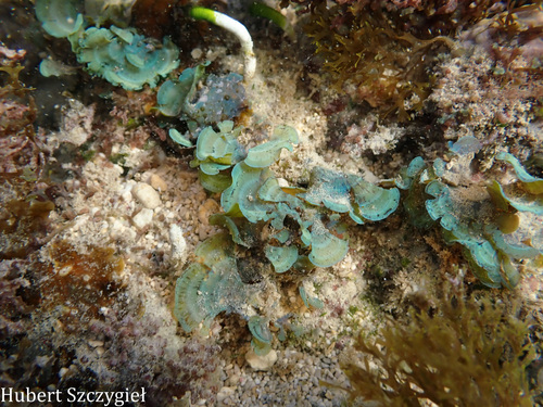 Stypopodium flabelliforme observed 2025-12-22