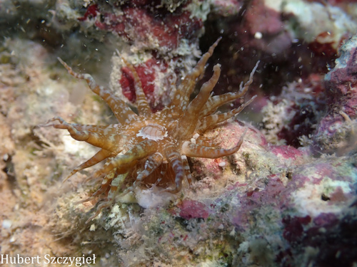 Exaiptasia diaphana observed 2025-12-22
