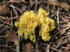 Ramaria obtusissima