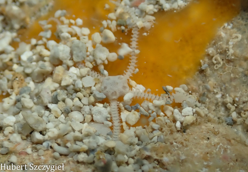 Amphipholis squamata observed 2025-12-22
