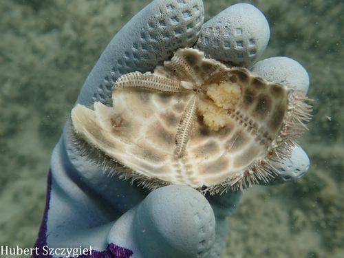 Brissus latecarinatus, 2025-12-22