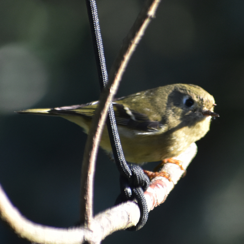 Ruby-crowned Kinglet photographed in Oregon