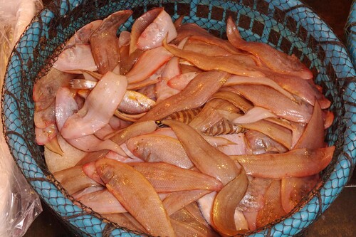 Red tonguesole (Cynoglossus joyneri) — Cynoglossidae — 4