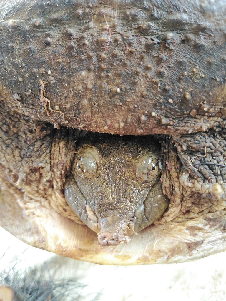 Southern New Guinea Giant Softshell Turtle