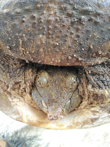 New Guinea Softshell Turtle