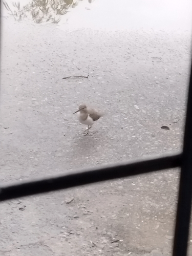 Common Sandpiper