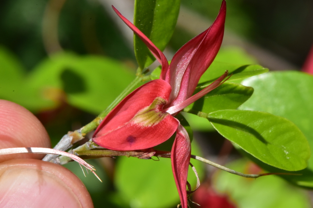 Arthroclianthus