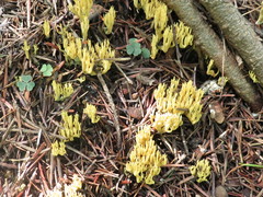 Ramaria obtusissima