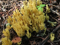 Ramaria obtusissima