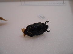 Protaetia opaca