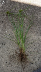 Cyperus aggregatus