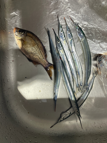 Japanese halfbeak (Hyporhamphus sajori) — Hemiramphidae — 4