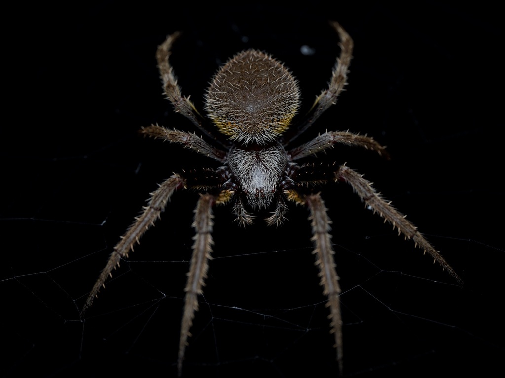 Tropical Orbweaver