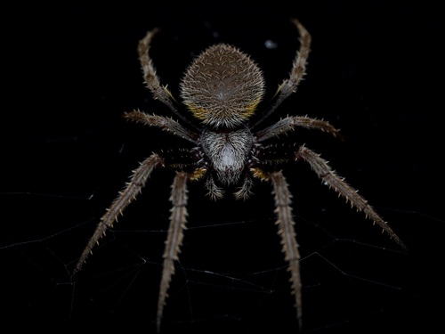 Eriophora ravilla (C.L.Koch, 1844)