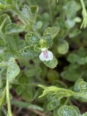 Justicia anagalloides