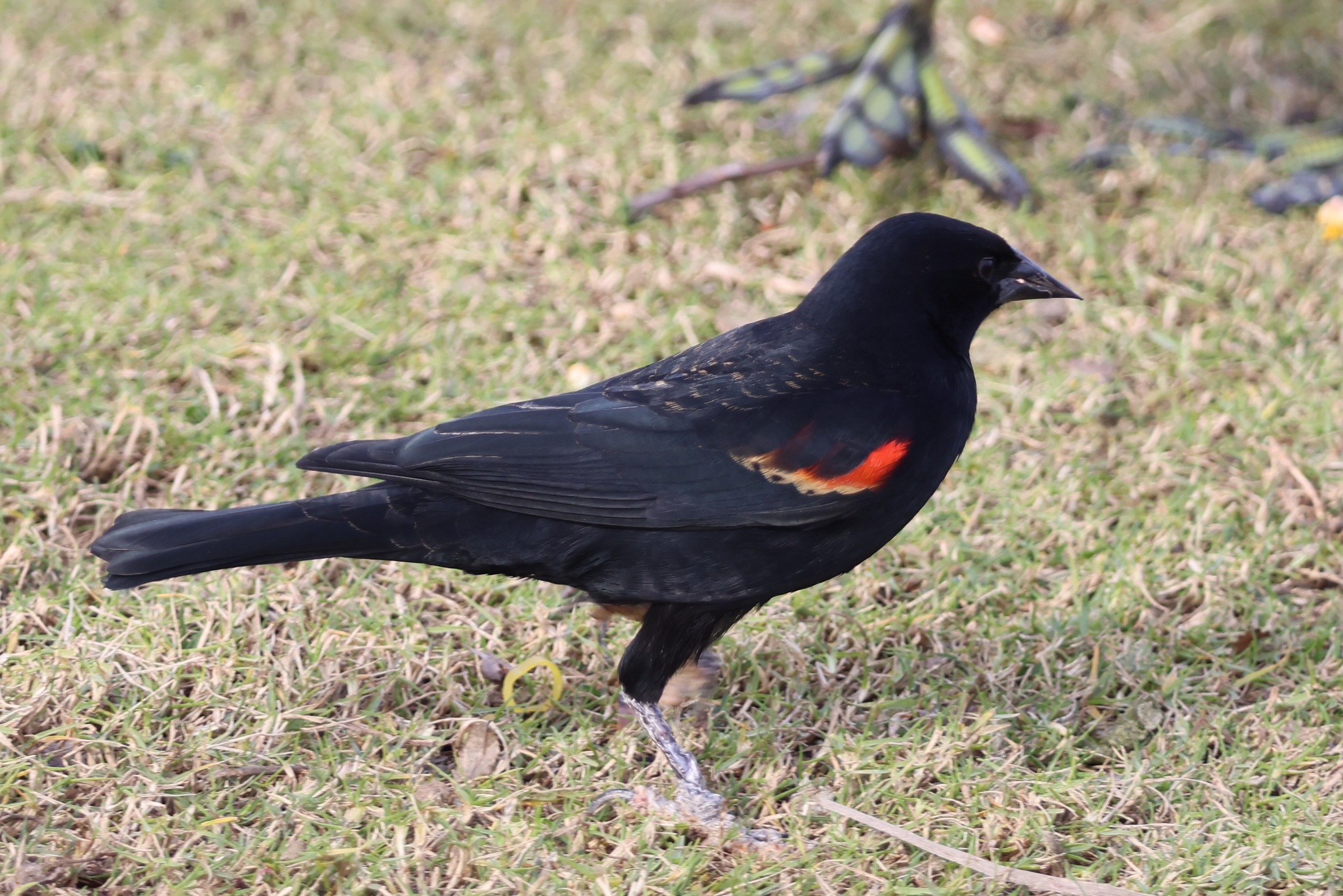 Agelaius phoeniceus (Linnaeus, 1766)