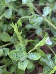 Justicia anagalloides