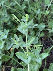 Justicia anagalloides