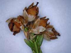 Erica pseudocalycina