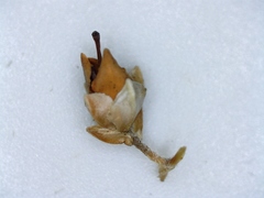 Erica pseudocalycina