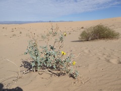 Helianthus niveus tephrodes
