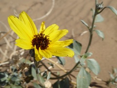 Helianthus niveus tephrodes