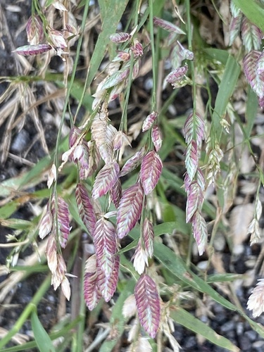 Eragrostis unioloides observed 2025-11-08