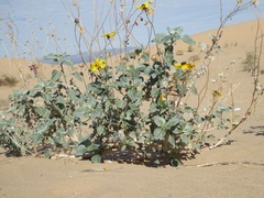Helianthus niveus tephrodes