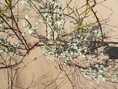 Eriogonum deserticola