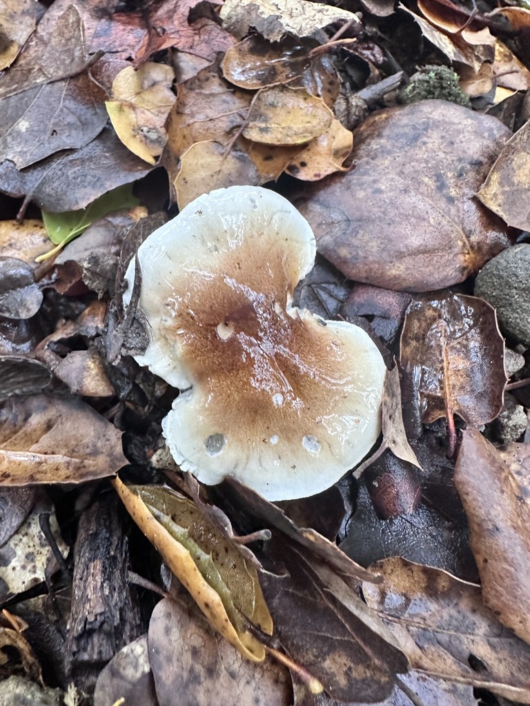 Hygrophorus roseobrunneus · December 2025 · photo: © katrinamccollough (iNaturalist, cc0)