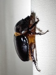 Strategus longichomperus