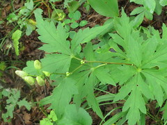 Aconitum axilliflorum