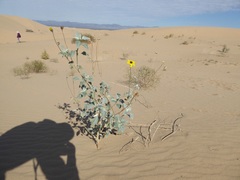 Helianthus niveus tephrodes