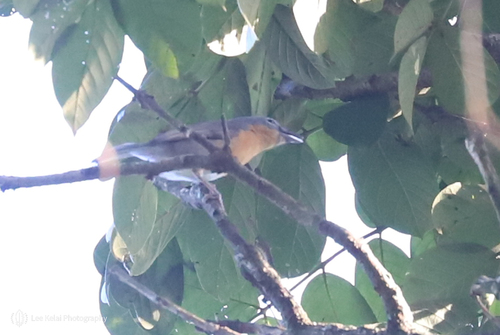 iNaturalist image