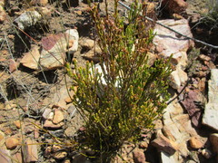 Erica pseudocalycina