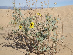 Helianthus niveus tephrodes