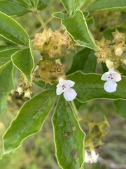 Vitex obovata obovata