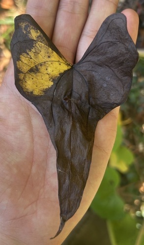 Dioscorea izuensis iNat (2)