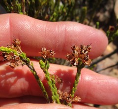 Erica pseudocalycina