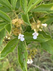 Vitex obovata obovata