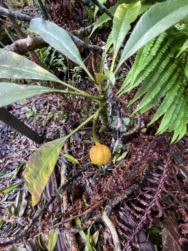 Clermontia peleana observed 2025-11-11