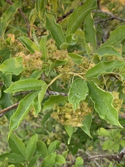 Vitex obovata obovata