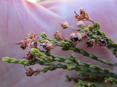 Erica pseudocalycina
